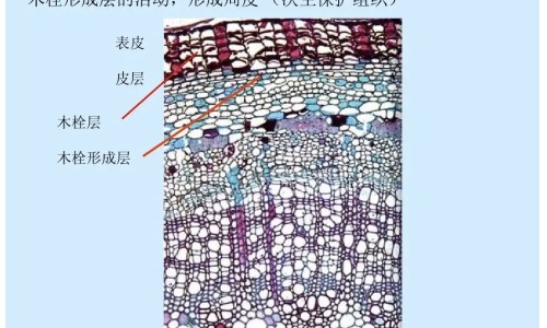 卡贝舒的主治功效网—知名的卡贝是什么药网站,分享卡贝舒凝胶效果好吗知识